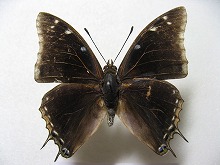 �N���t�^�I