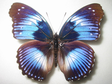 �T�U�i�~�����T�L