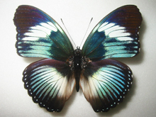 �V�������T�U�i�~�����T�L