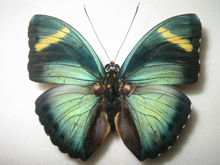 �{�J�V�^�e�n