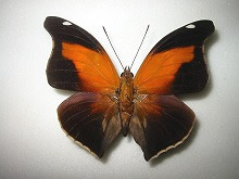 �I���I���^�e�n