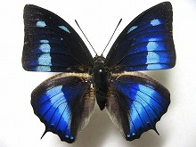 �����I�r�L�m�n�^�e�n