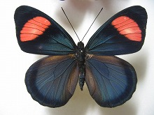 トリプロ / ターコイズ ＧＴ 極珍‼️マボロシアカネタテハ 蝶標本