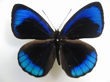 �A�C�C���^�e�n