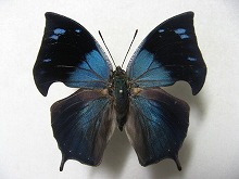 �A���N�l�L�m�n