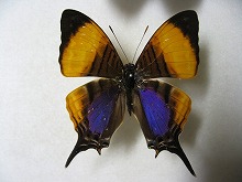 �����T�L�c���L�^�e�n