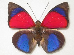 �N���E�f�B�i �T���_�i�p���X