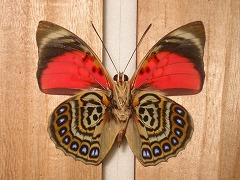 �N���E�f�B�i �T���_�i�p���X(��)