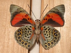 �i���L�b�T�X(��)