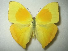 ツバメオオキチョウ