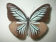 オオアサギシロチョウウ