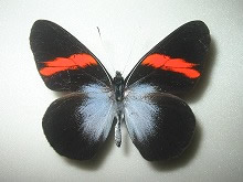 ベニオビシロチョウ