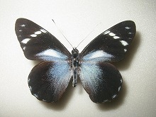 テルトウサシロチョウ