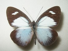 スバルゲンテアシロチョウ