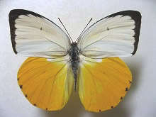 キシタウラナミシロチョウ