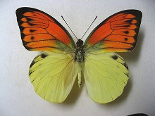 ヒイロツマベニチョウ