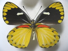 スプレンディダカザリシロチョウ