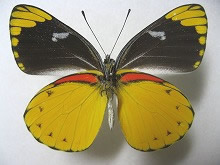 スプレンディダカザリシロチョウ