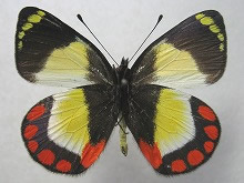 アカボシカザリシロチョウ