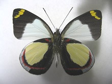 ディクシーカザリシロチョウ