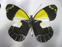 ミークカザリシロチョウ