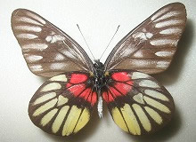 アカネカザリシロチョウ