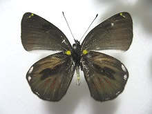 ヒポメラスカザリシロチョウ