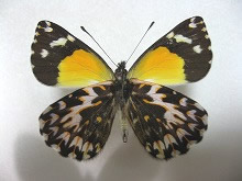 カルステンスジアナカザリシロチョウ