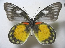 ゼブダカザリシロチョウ