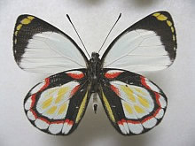 アラブアナカザリシロチョウ