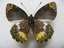 ファスケリスカザリシロチョウ