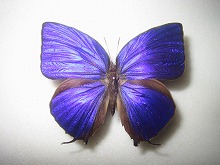 ヘラクレスムラサキシジミ