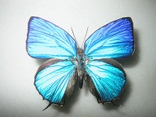 アラクセスムラサキツバメシジミ