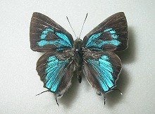 シジミ蝶 標本 -シジミ-