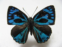 メスアカキララシジミ