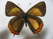 キンイロウラフチベニシジミ