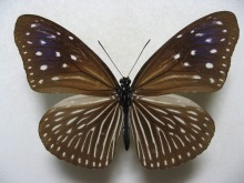 �c�}�����T�L�}�_��