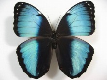 �w���m�[�������t�H