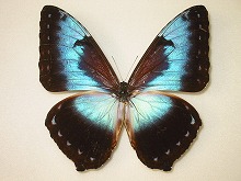 �A�I�^�C���E�����t�H