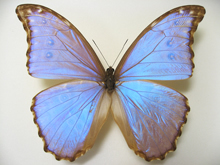 �S�_���f�B�����t�H