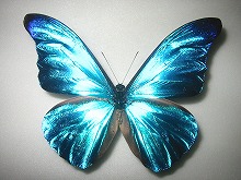 ���e�m�[�������t�H