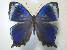 �l�O���X�����q�J�Q