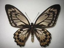 �A�J���K�l�g���o�l�A�Q�n