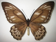 �A�I���K�l�g���o�l�A�Q�n