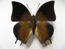 �A���g�j�E�X�t�^�I