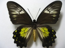 �A���t���T�X�L�V�^�A�Q�n