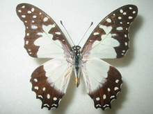 �A�J�l�^�C�}�C