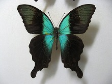 �A�I�l�A�Q�n