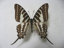 �A���X�e�E�X�^�C�}�C