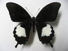 �A���r�j�X�A�Q�n